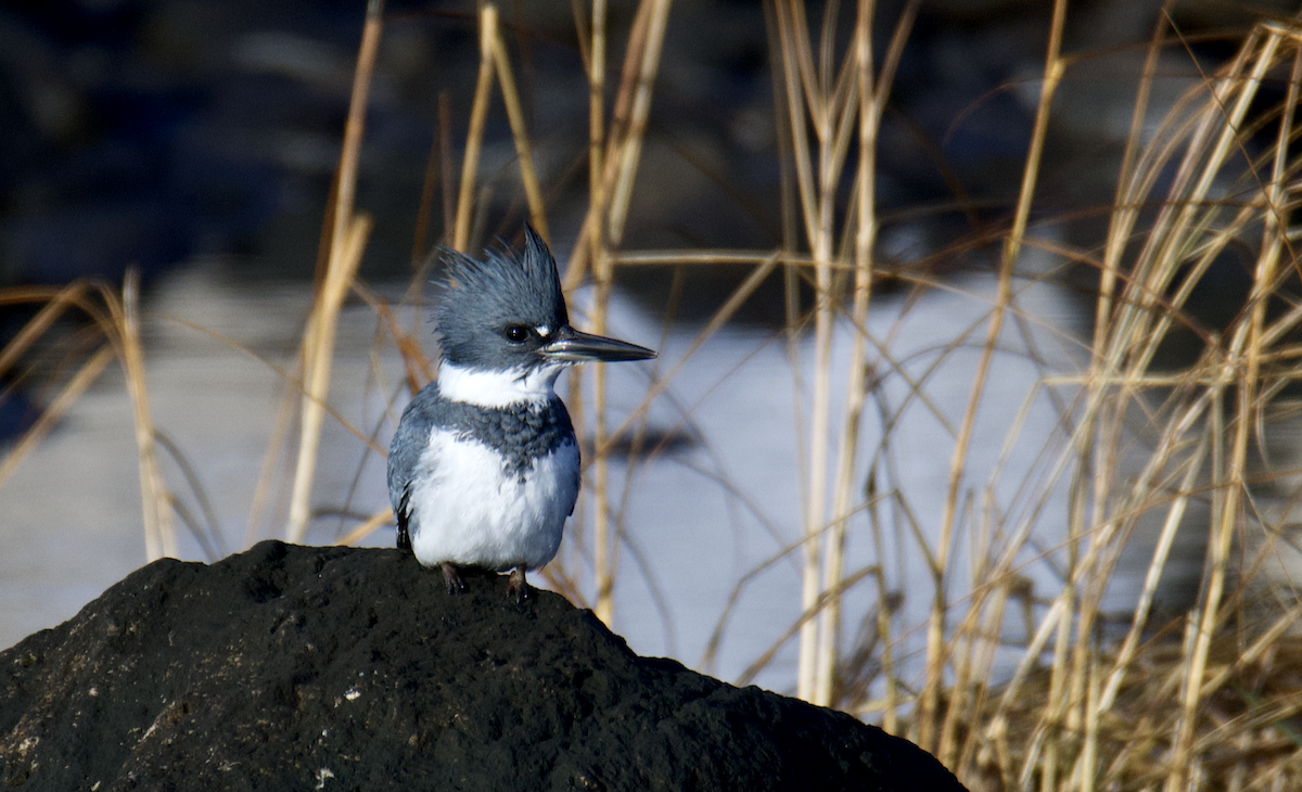 Belted Kingfisher - ML628034401