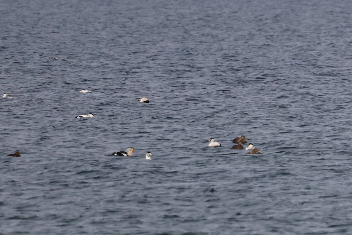 King Eider - ML628034414