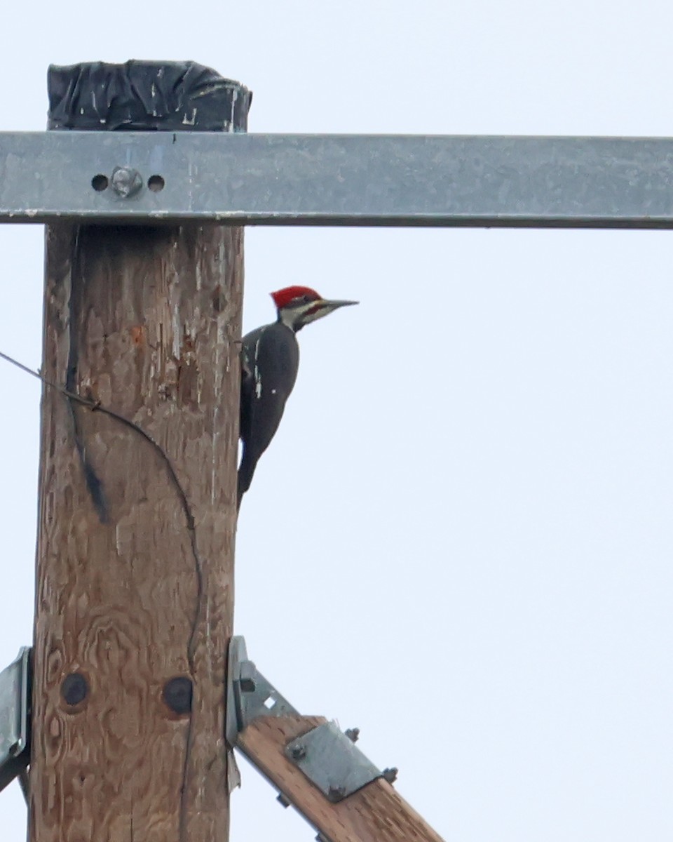 Pileated Woodpecker - ML628034422