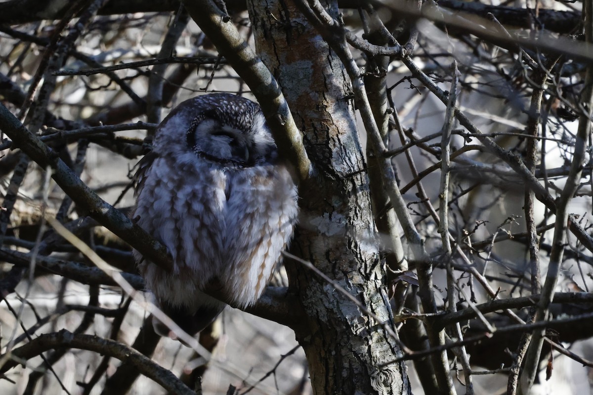 Boreal Owl - ML628034429