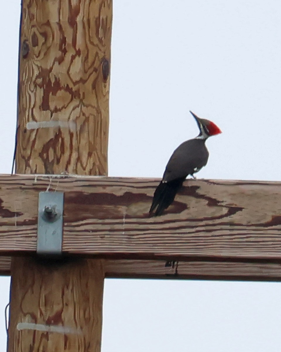 Pileated Woodpecker - ML628034440