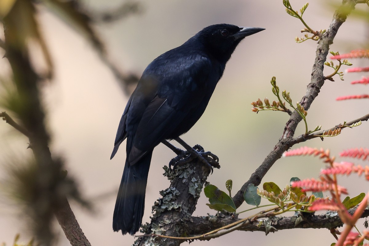 Scrub Blackbird - ML628034457