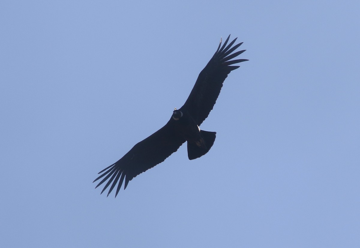 Andean Condor - ML628034463