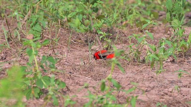 Northern Red Bishop - ML628034474