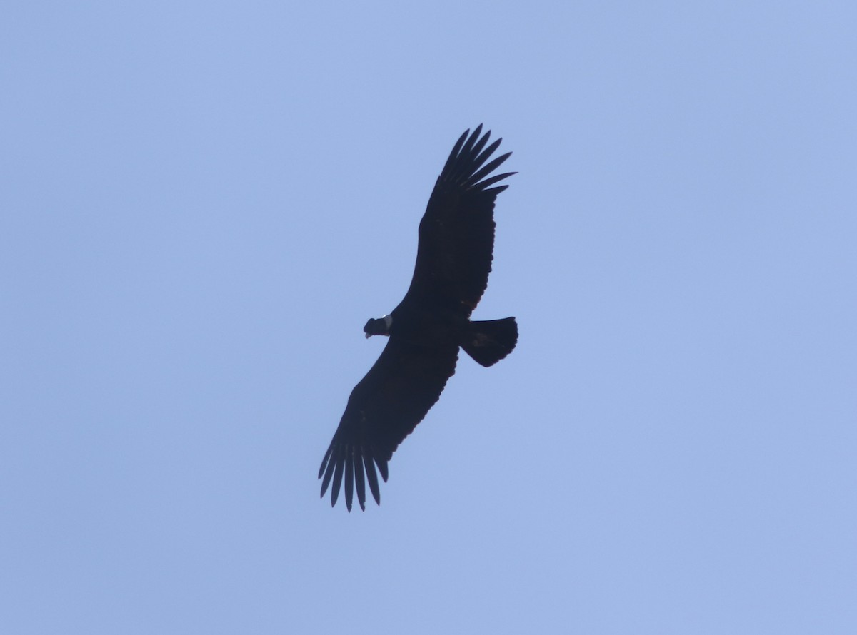 Andean Condor - ML628034476