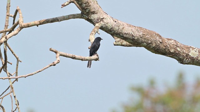 Kuzeyli Drongo Sinekkapanı - ML628034477