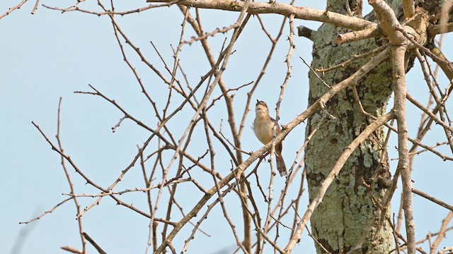 Singing Cisticola - ML628034479
