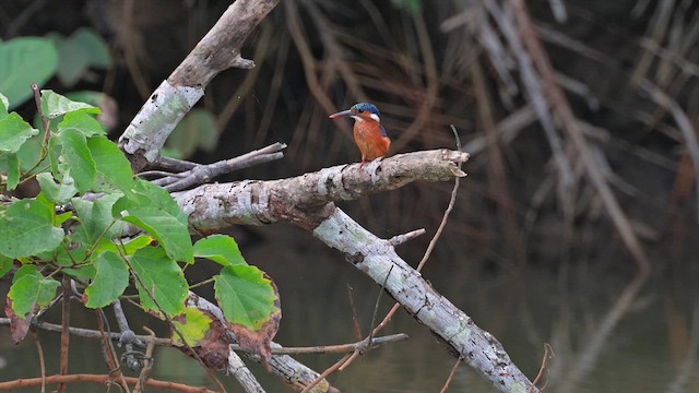 Malachite Kingfisher - ML628034480