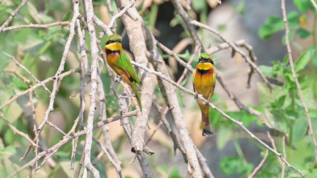 Little Bee-eater - ML628034482