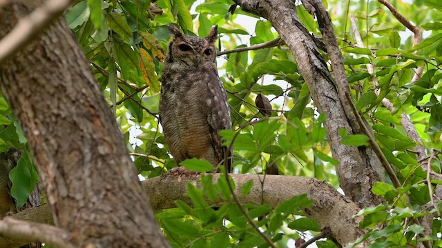 Grayish Eagle-Owl - ML628034484