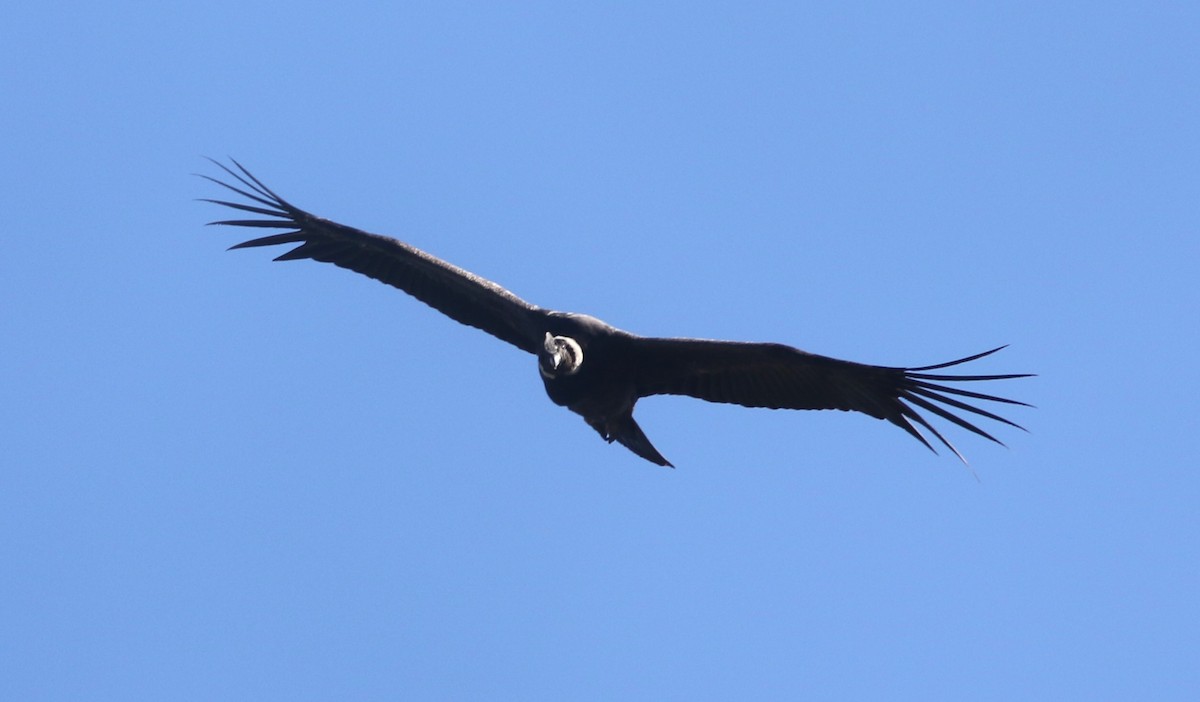 Andean Condor - ML628034488