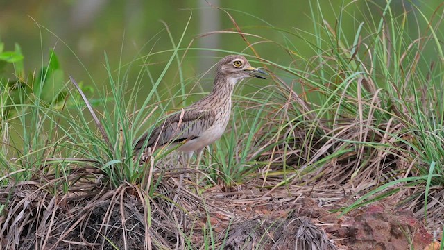 Senegal Thick-knee - ML628034489