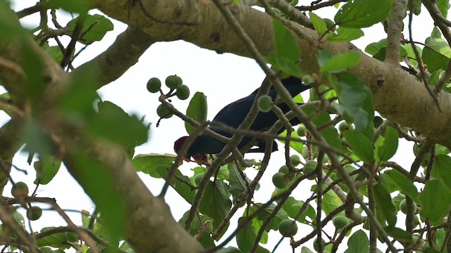 Violet Turaco - ML628034495