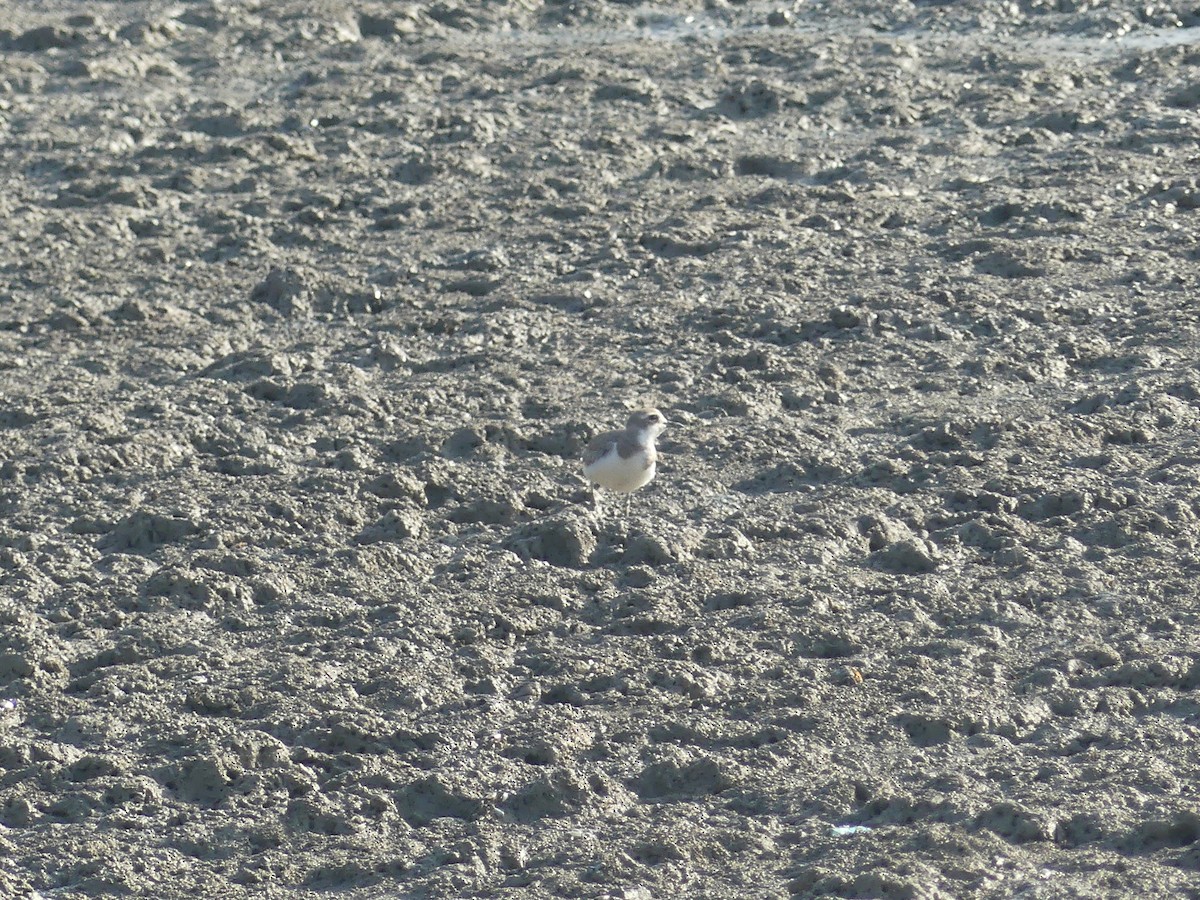 sand-plover sp. - ML628034503