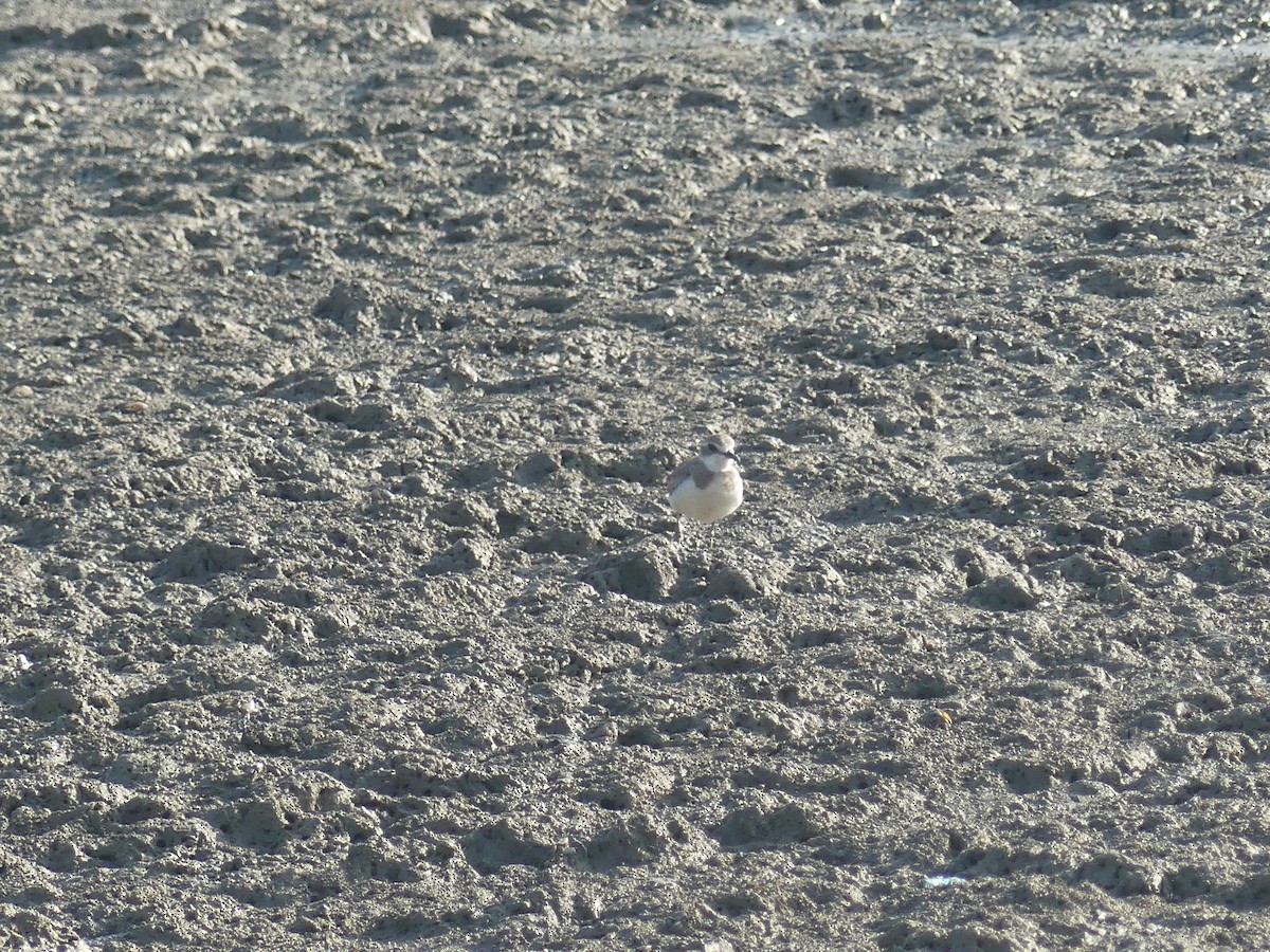 sand-plover sp. - ML628034504