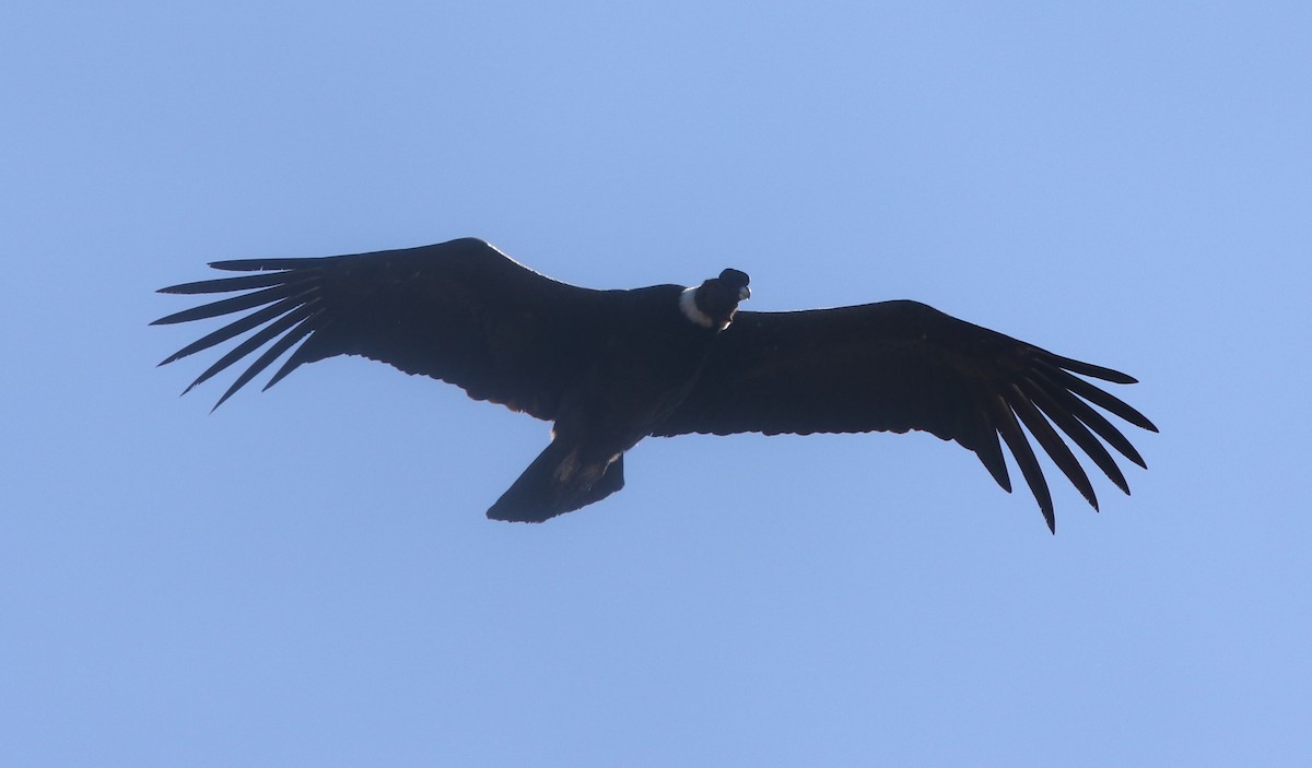 Andean Condor - ML628034506