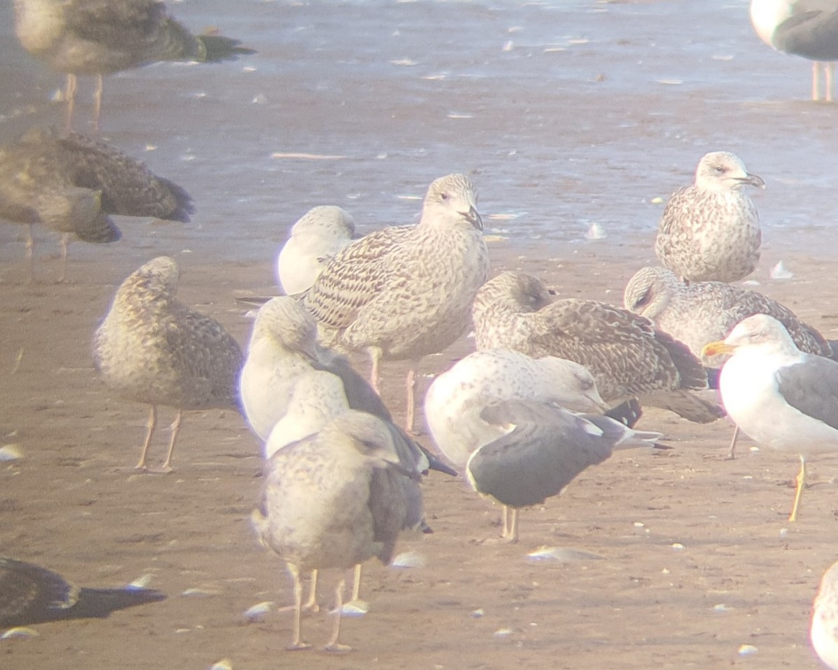 Great Black-backed Gull - ML628034508