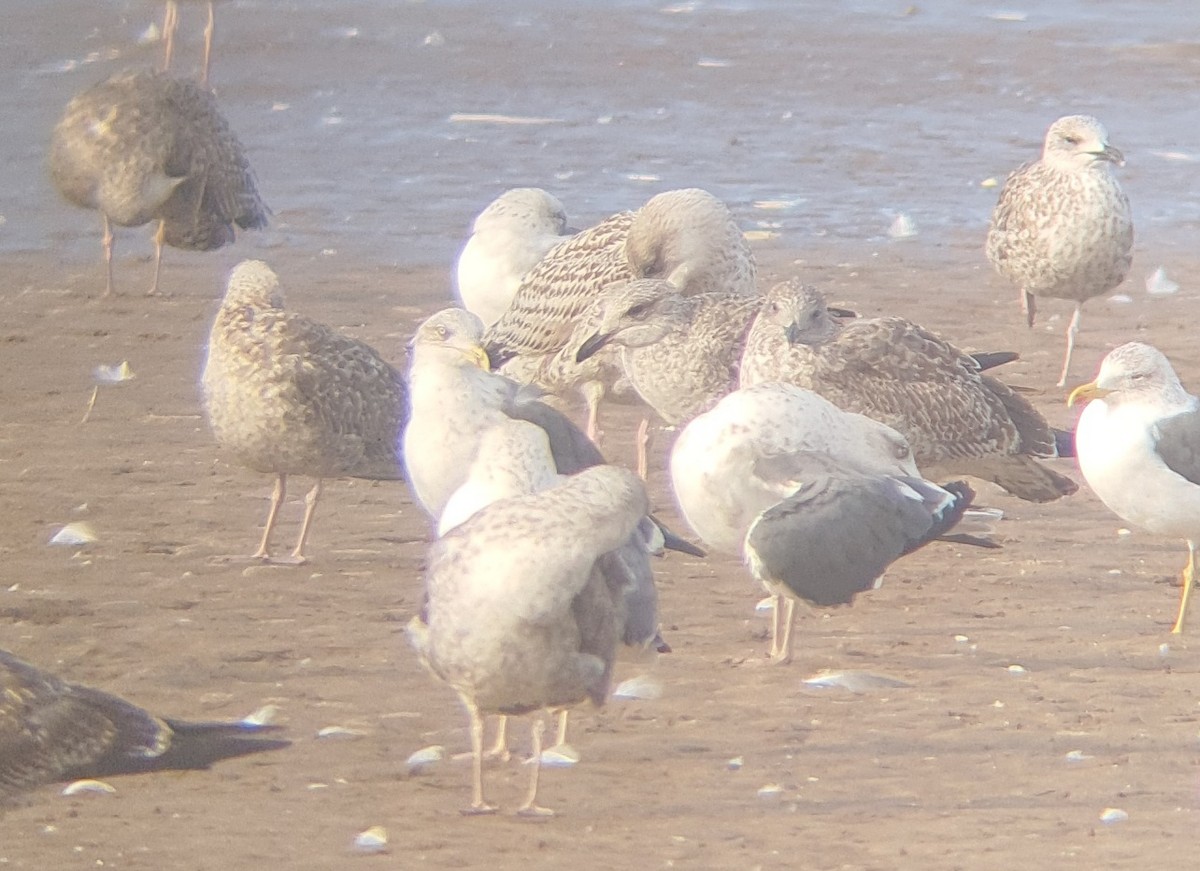 Great Black-backed Gull - ML628034509
