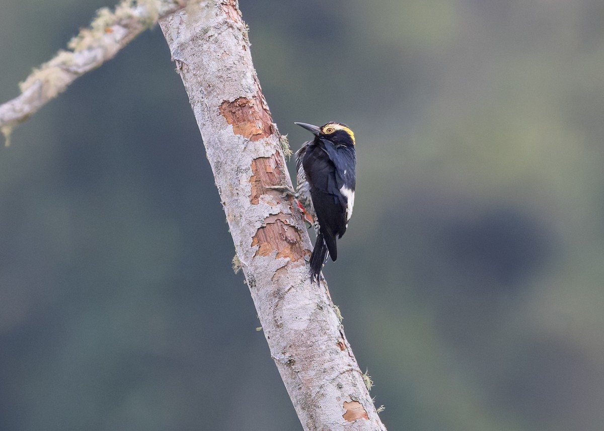 Yellow-tufted Woodpecker - ML628034623