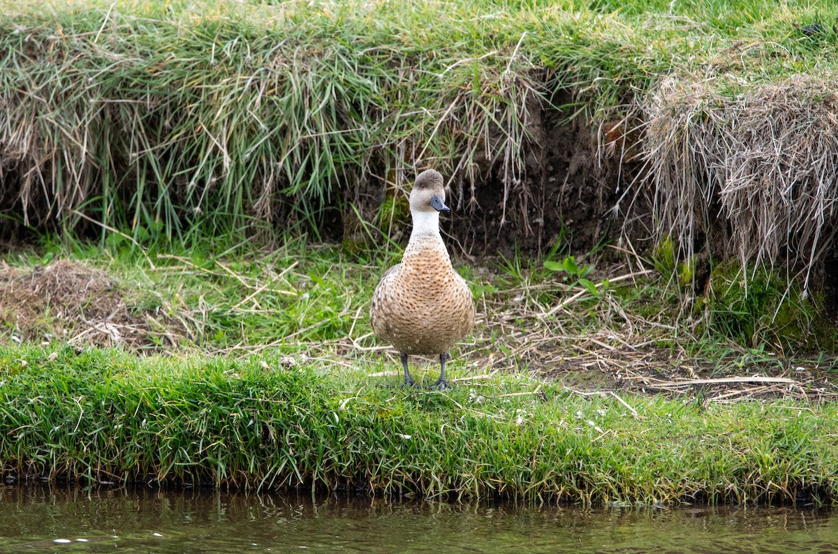 Crested Duck - ML628034655