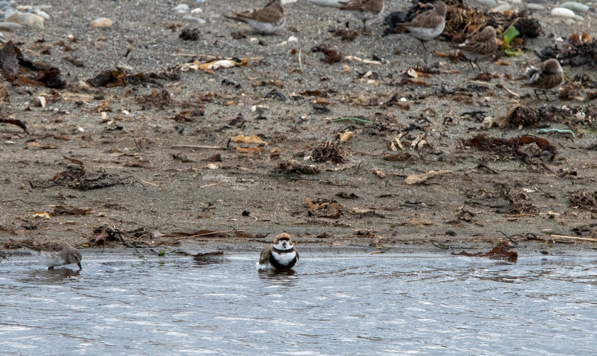 Two-banded Plover - ML628034668