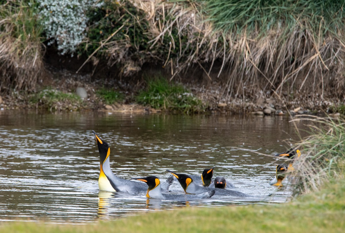 King Penguin - ML628034691