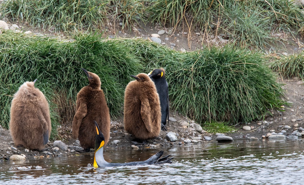 King Penguin - ML628034692