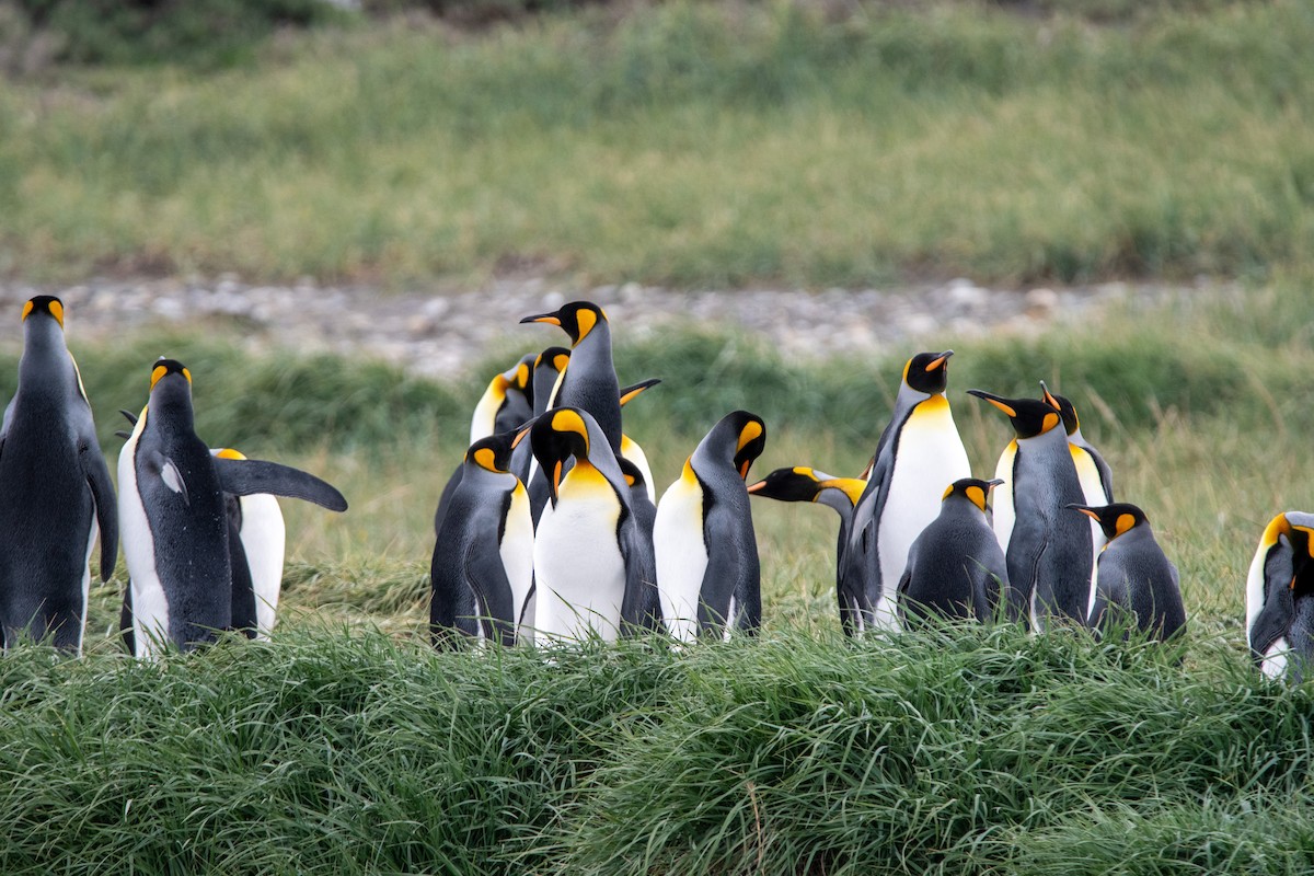 King Penguin - ML628034693