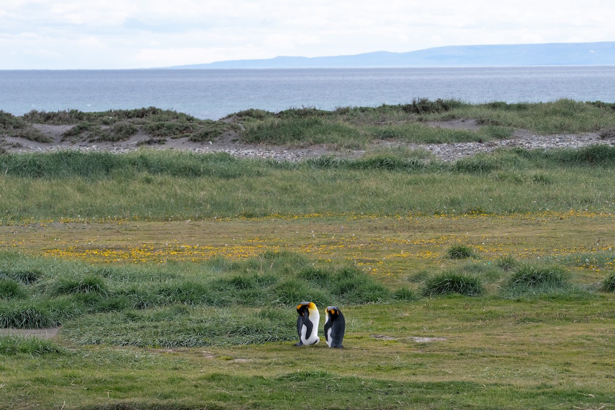 King Penguin - ML628034694