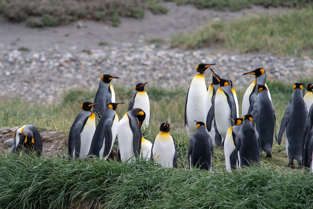 King Penguin - ML628034695