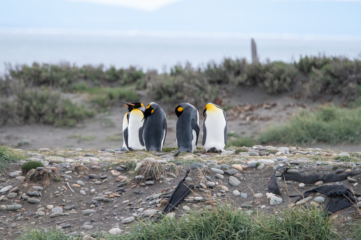 King Penguin - ML628034696