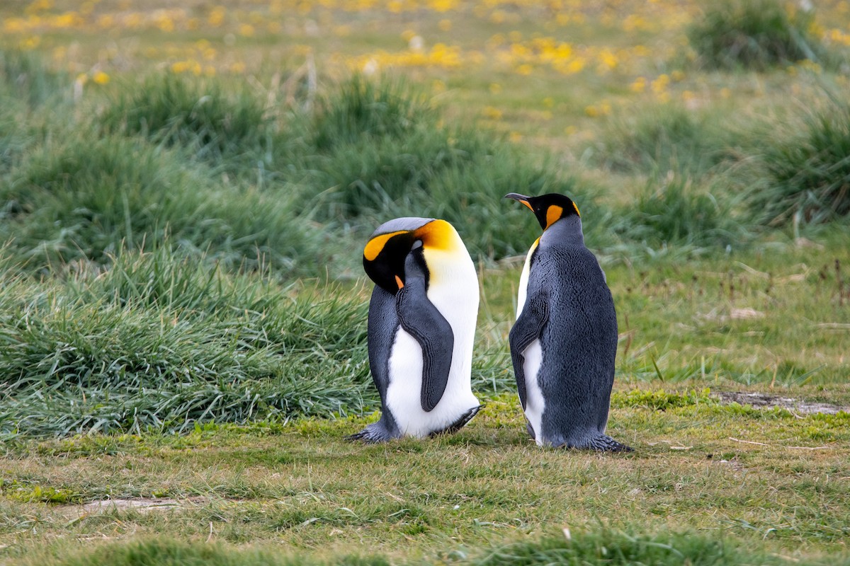 King Penguin - ML628034697