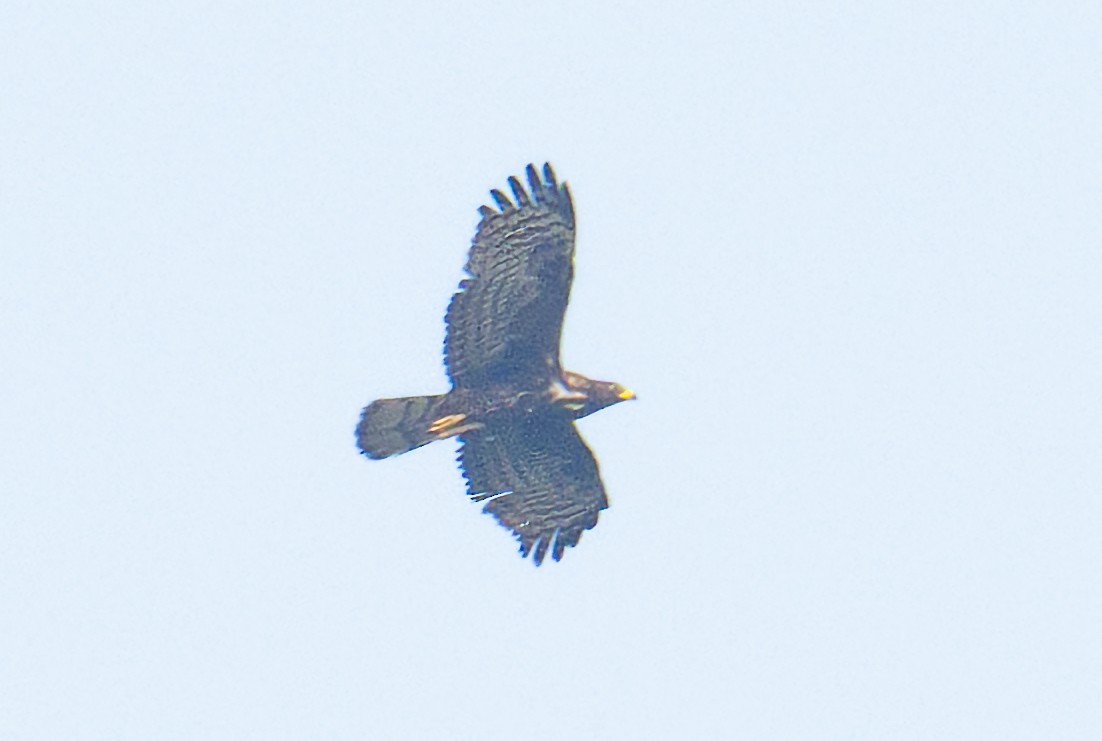 Oriental Honey-buzzard - ML628034700