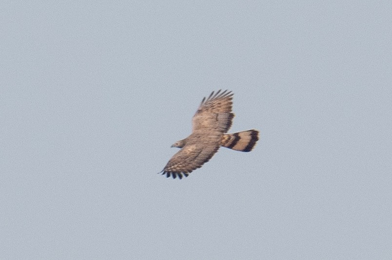 Oriental Honey-buzzard - ML628034701