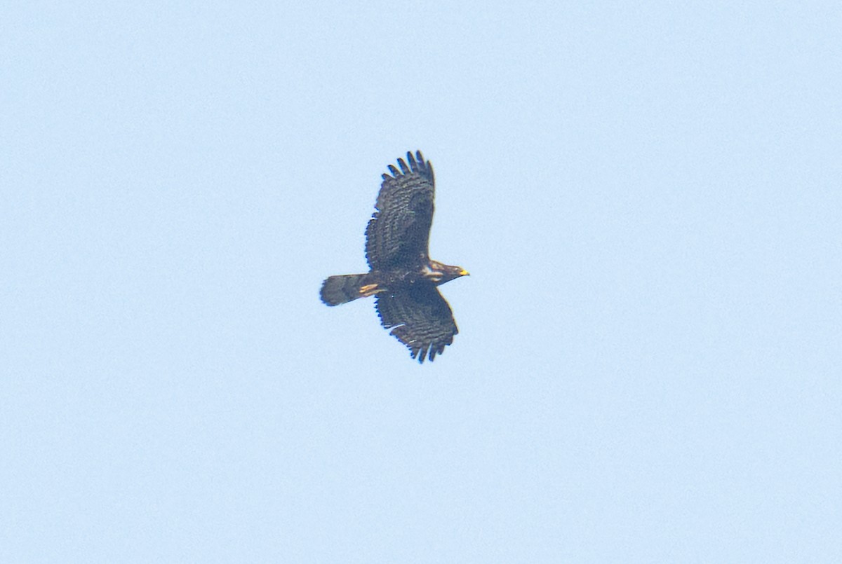 Oriental Honey-buzzard - ML628034703