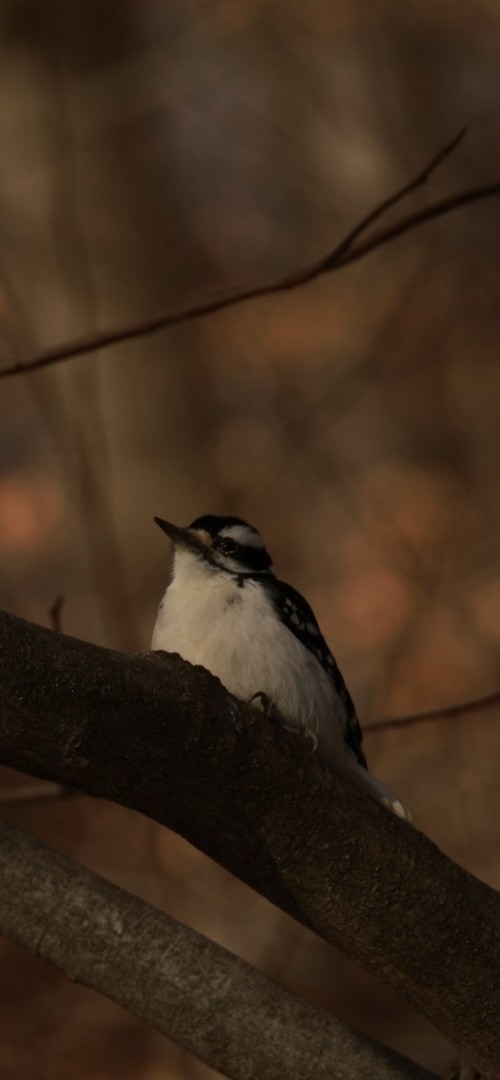 Hairy Woodpecker - ML628034742