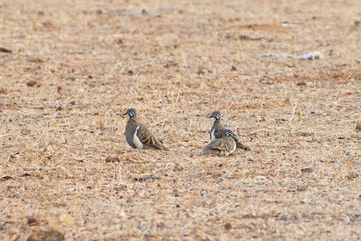 Squatter Pigeon - ML628034745