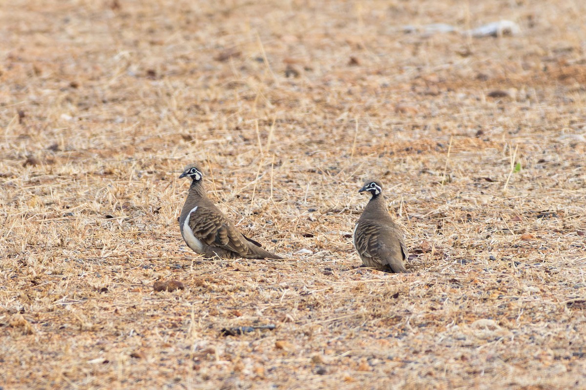 Squatter Pigeon - ML628034746