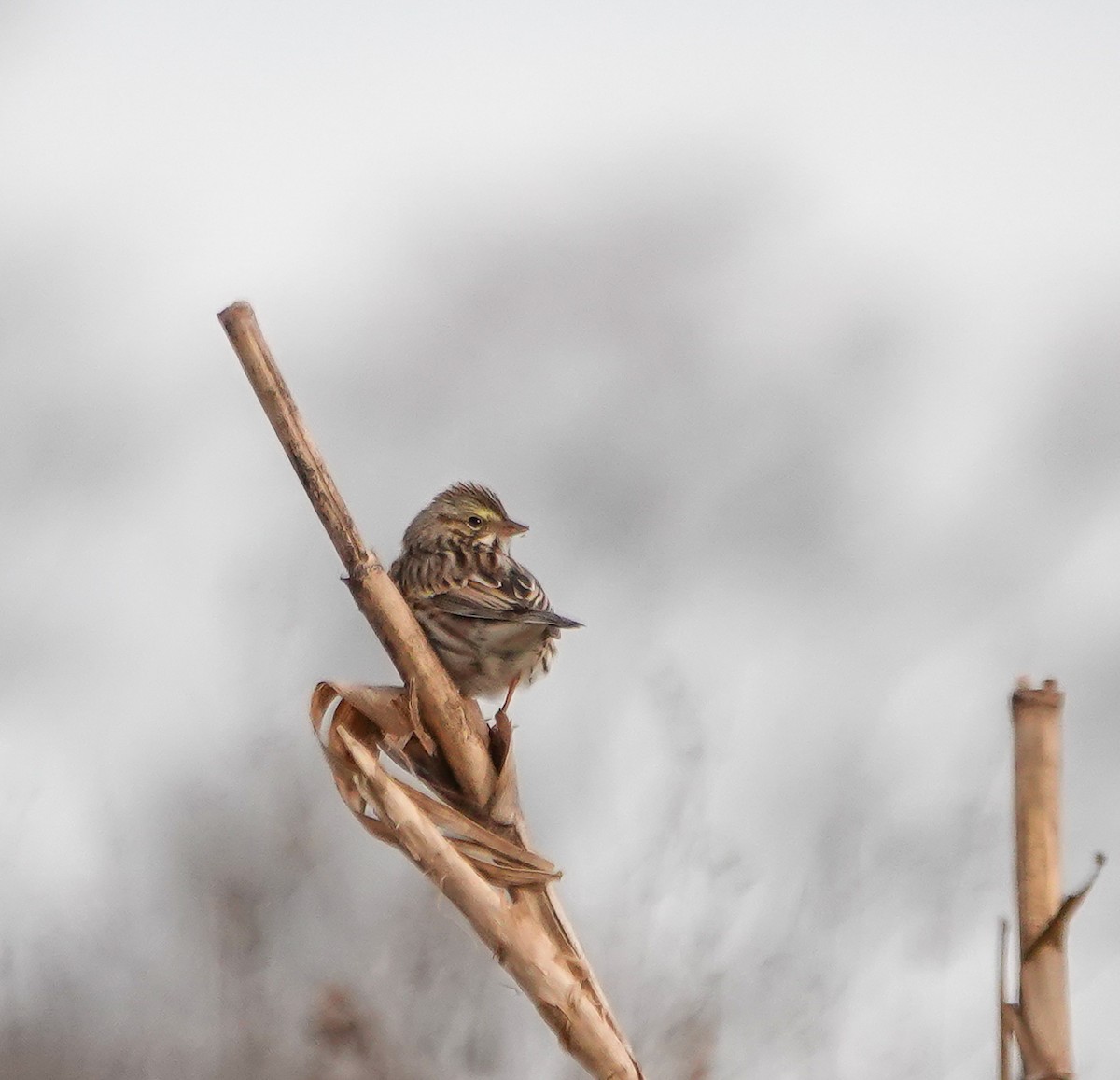 Savannah Sparrow - ML628034748