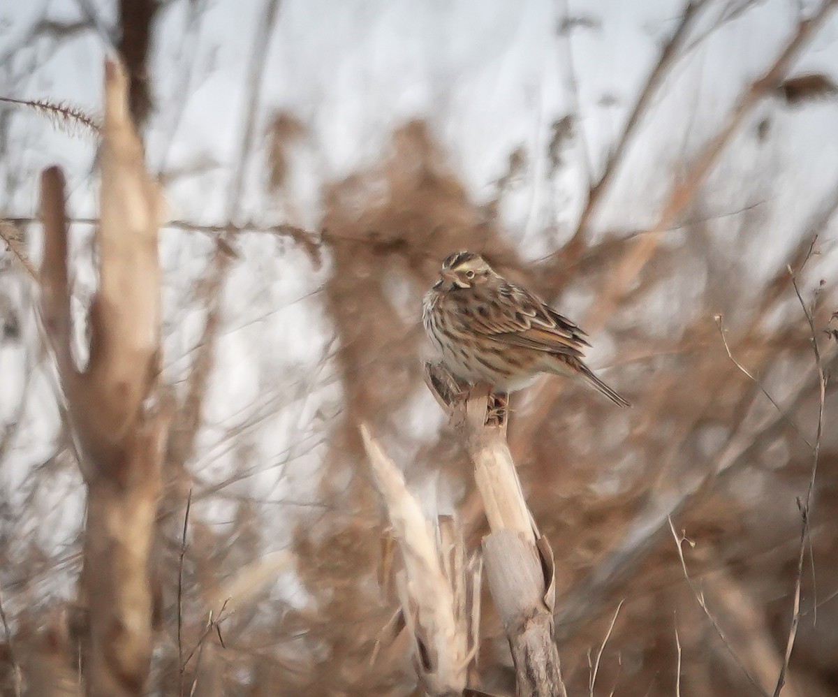 Savannah Sparrow - ML628034751