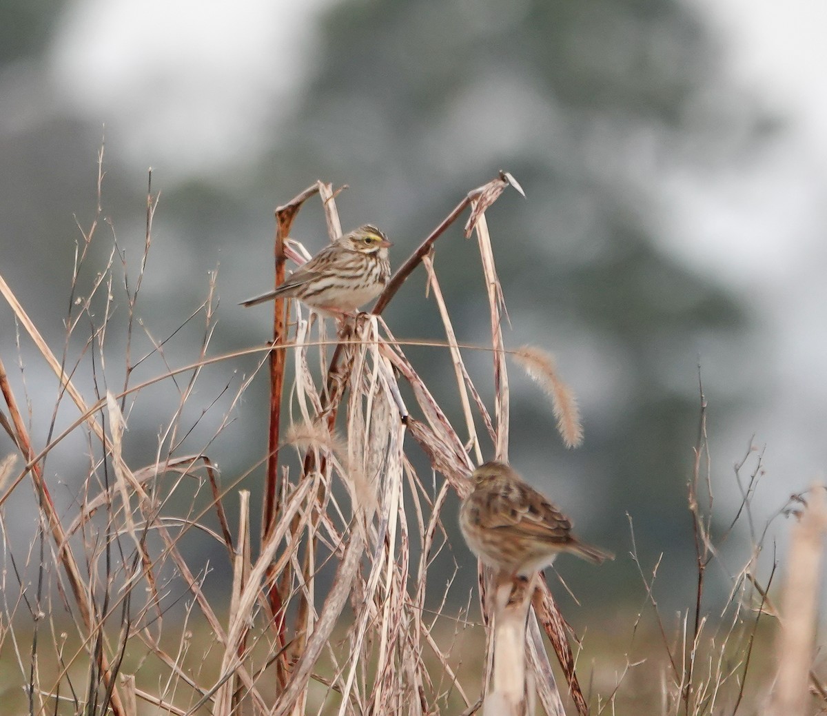 Savannah Sparrow - ML628034752