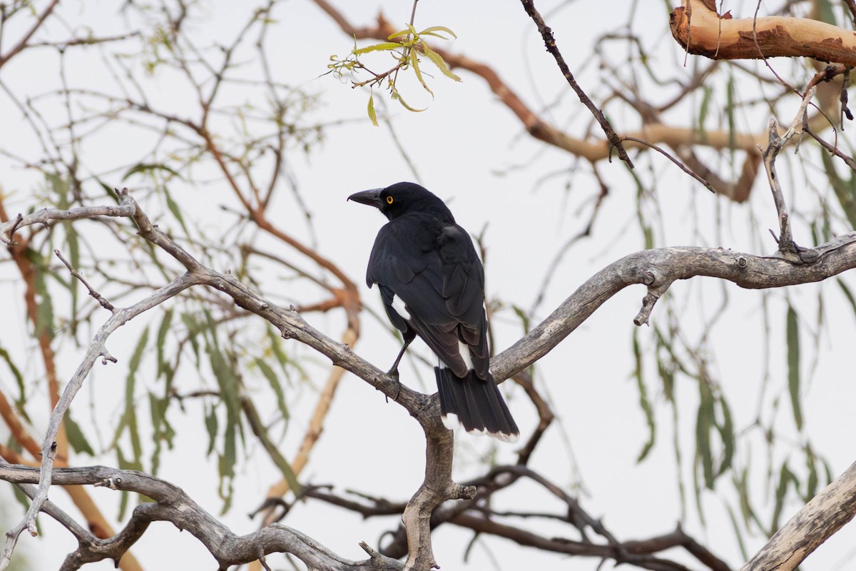 Pied Currawong - ML628034753