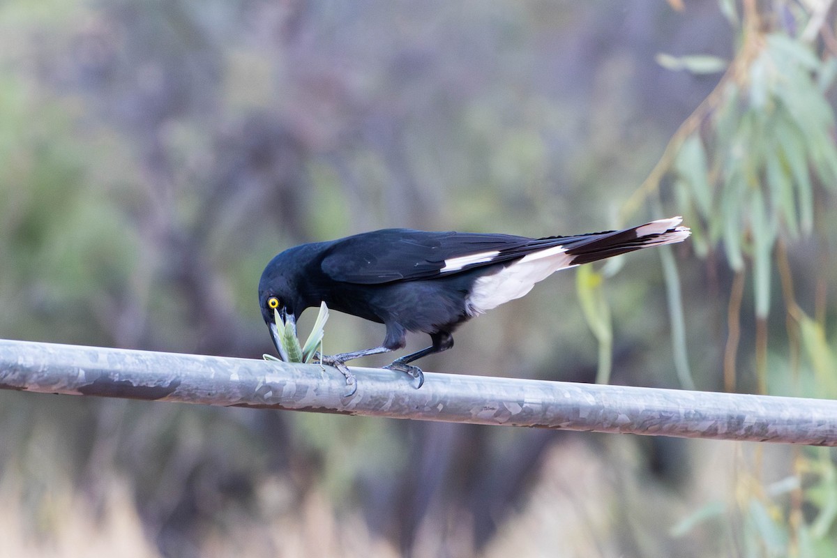 Pied Currawong - ML628034754