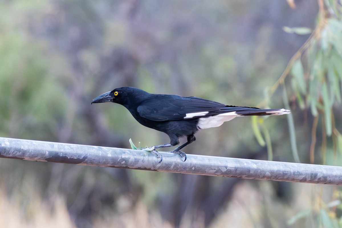 Pied Currawong - ML628034755