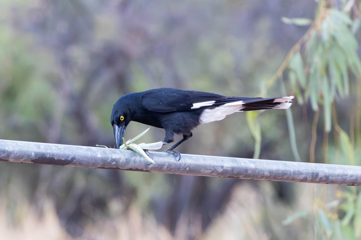 Pied Currawong - ML628034756