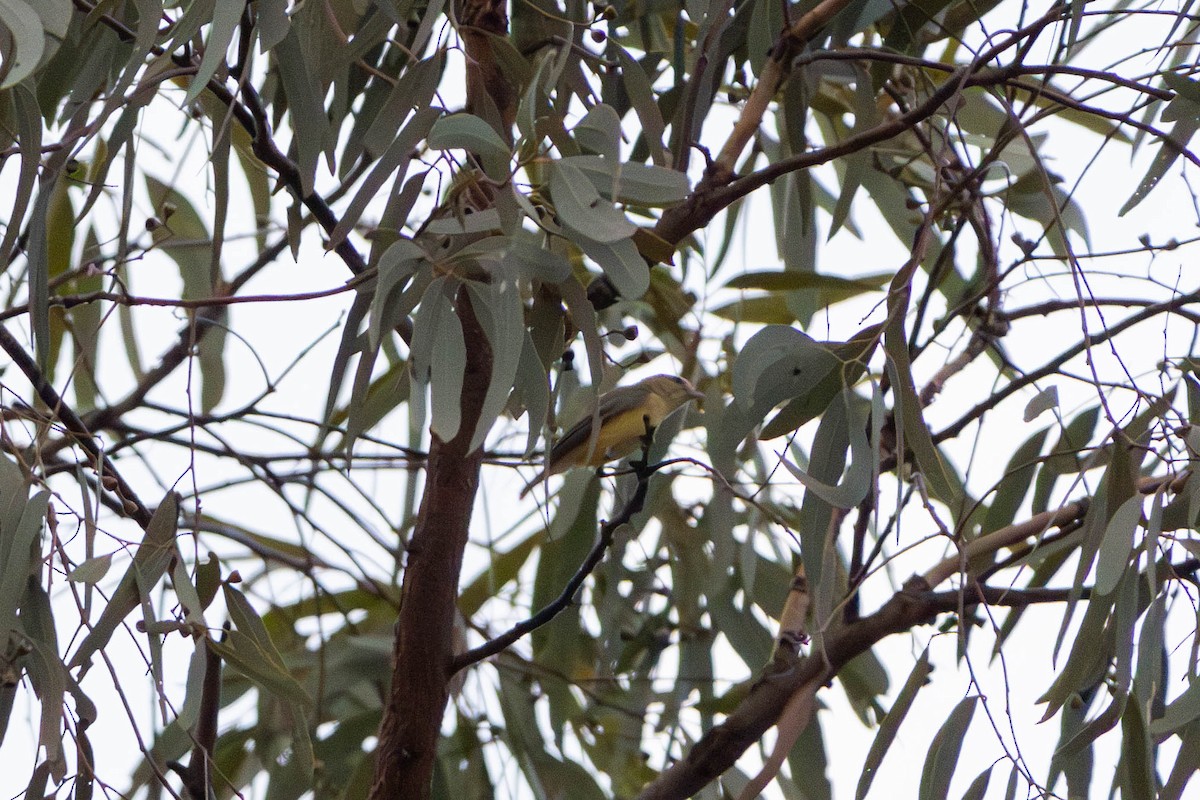 Yellow Thornbill - ML628034758