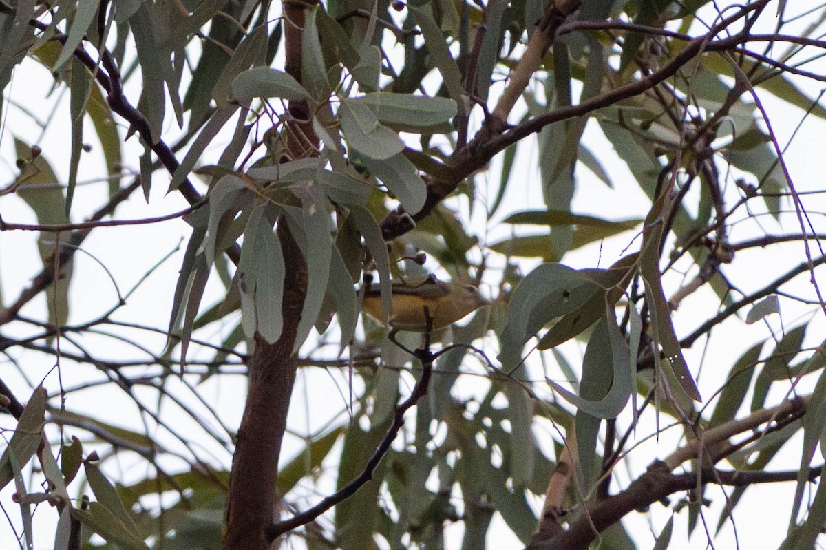 Yellow Thornbill - ML628034759