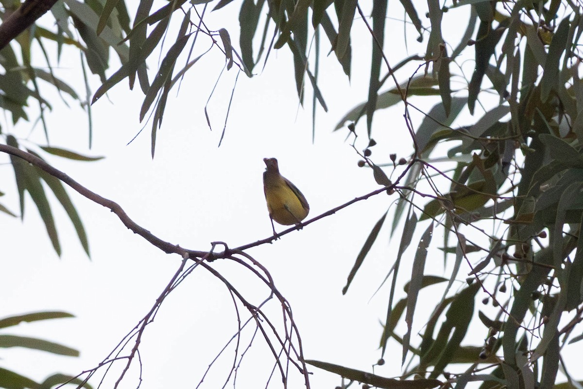 Yellow Thornbill - ML628034760