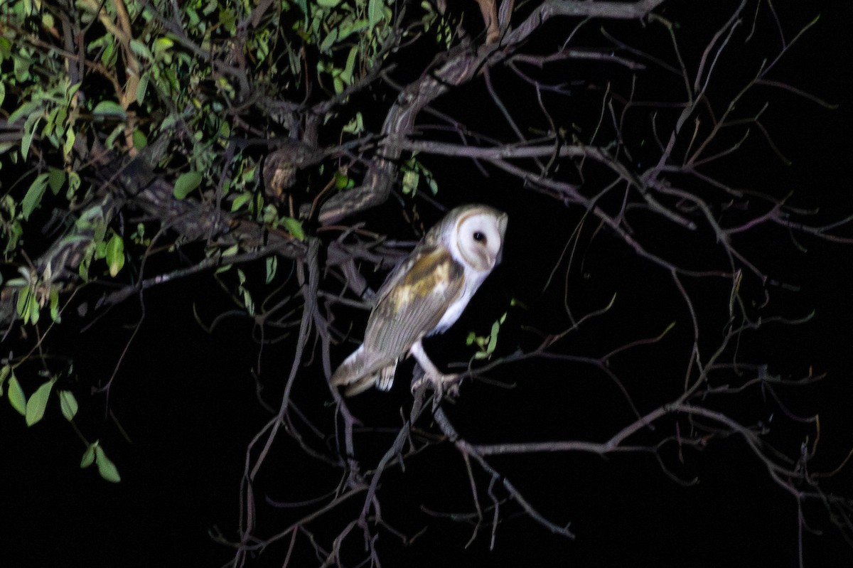 Eastern Barn Owl (Eastern) - ML628034767