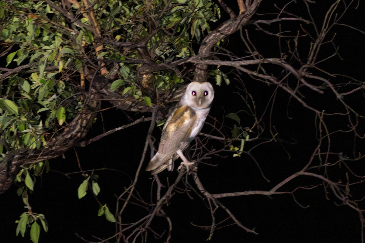 Eastern Barn Owl (Eastern) - ML628034768